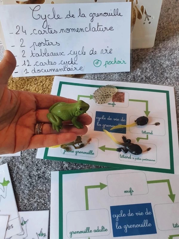 Puzzle du Cycle de Vie de l'oeuf à la Grenouille - Montessori 0-3 et 3-6 ans