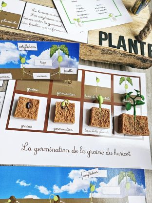 cycle de vie de la plante